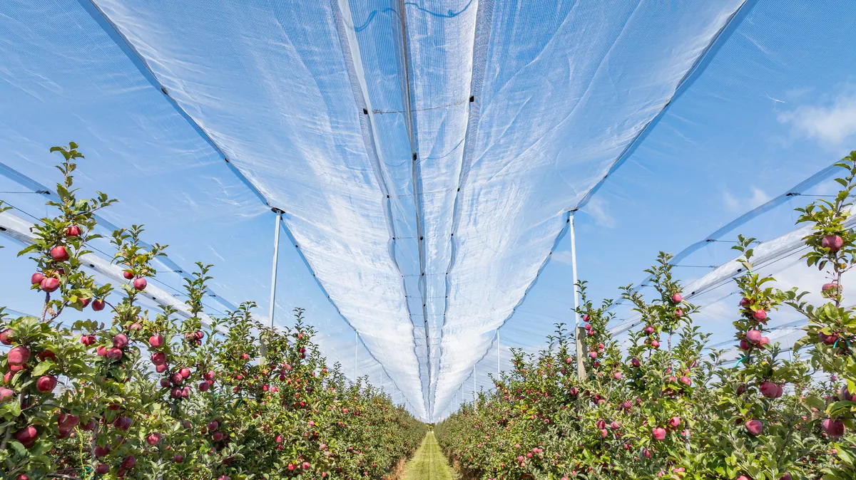 Looking down an orchard row under SmartNet