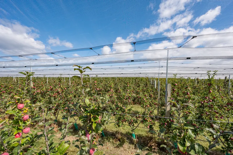 Young trees under the netting