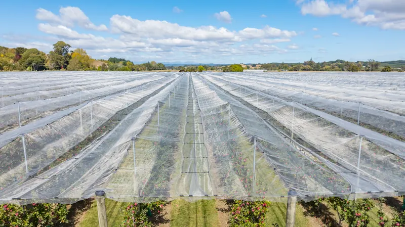 Netting rows stretching to the hills