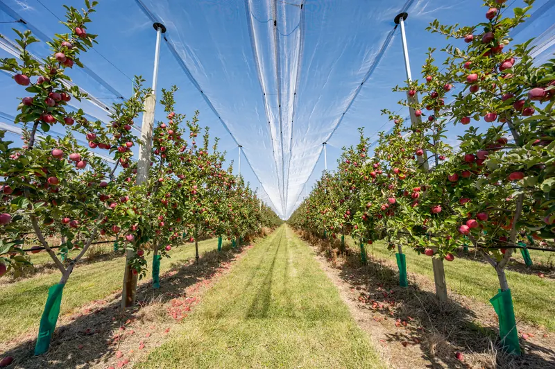 Apple rows under the netting