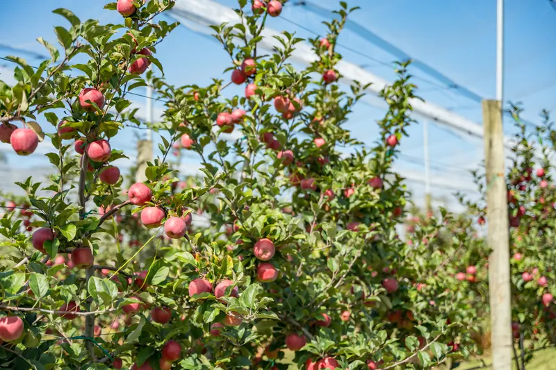 Apples under SmartNet