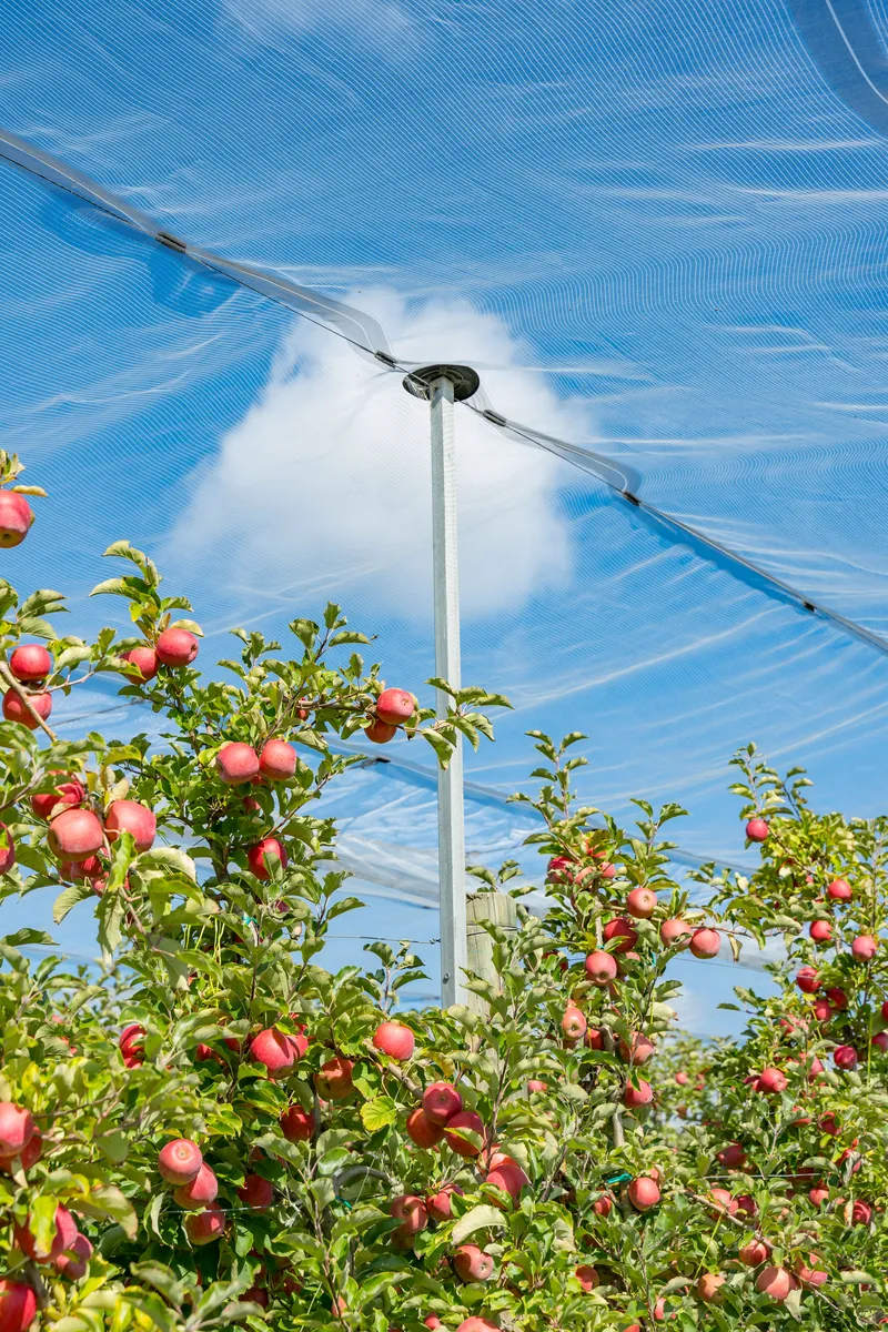 SmartNet post cap above apple trees