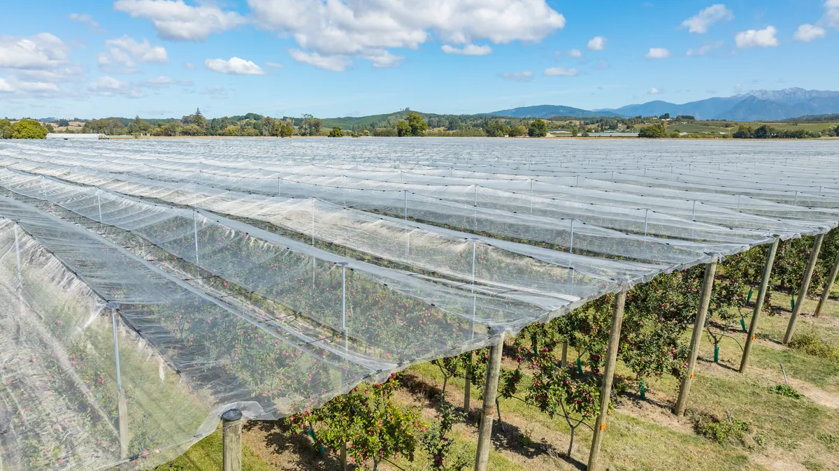 Netted orchard blocks across the Moutere hills